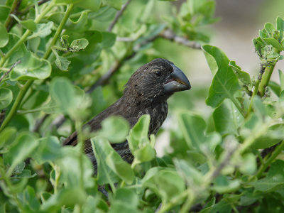 Large Ground Finch
