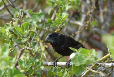 Large Ground Finch