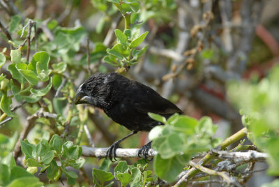 Large Ground Finch