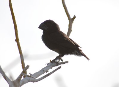 Large Ground Finch