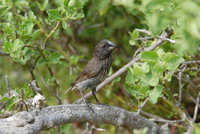 Large Ground Finch