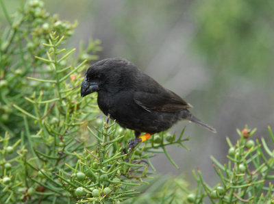 Medium Ground Finch