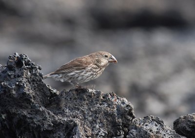 Medium Ground Finch