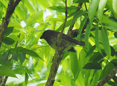 Medium Tree-Finch