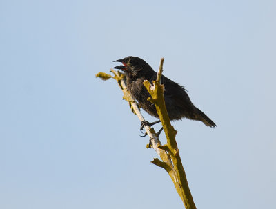 Sharp-beaked Finch