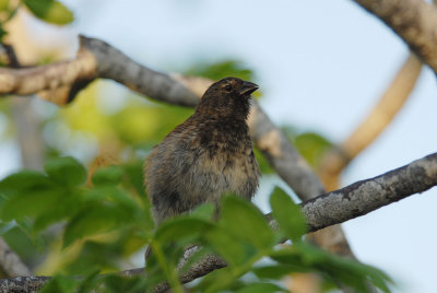 Small Ground-Finch