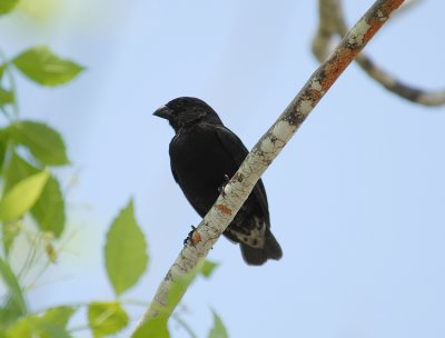 Small Ground Finch