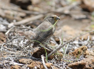 Small Ground Finch