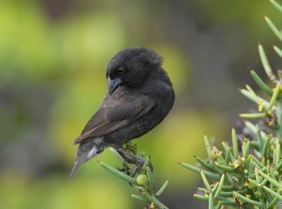 Small Ground Finch