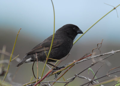 Small Ground Finch