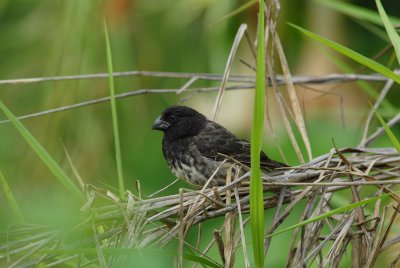 Vegetarian Finch