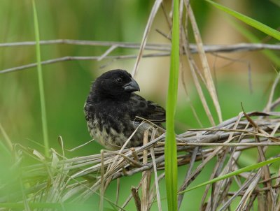 Vegetarian Finch
