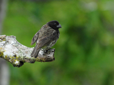 Vegetarian Finch