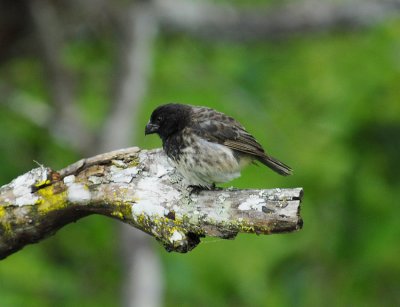 Vegetarian Finch