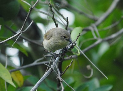 Warbler Finch
