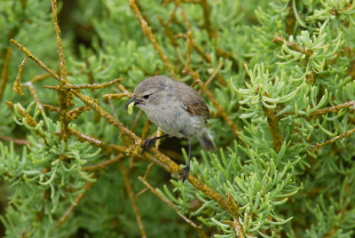 Gray Warbler Finch