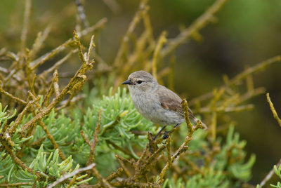 Gray Warbler Finch