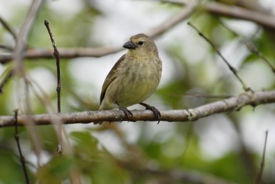 Woodpecker Finch