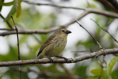Woodpecker Finch