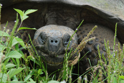 Giant Turtoise
