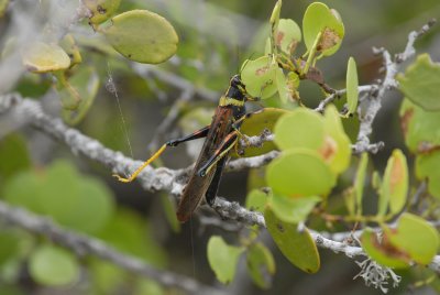 Grashopper