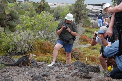 Iguana fotography