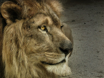 lionK.jpg