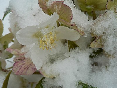 Sous la neige