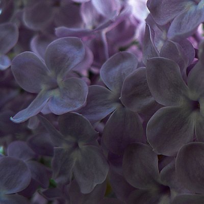 Le lilas