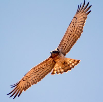 Snake Eagle, Israel.