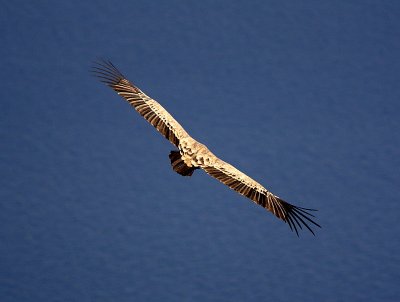 Griffon Vulture, Cers, Croatia.