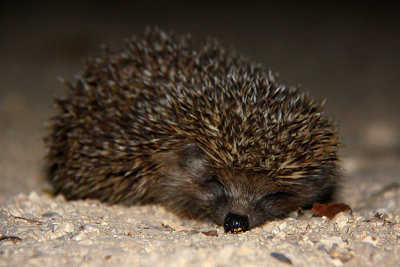 Hedgehog (Southern White-breasted), Israel.