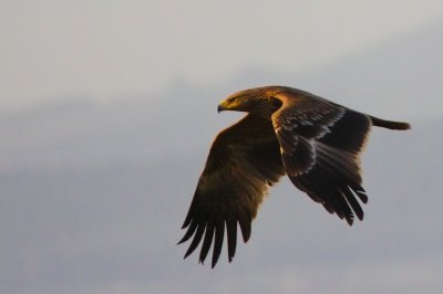 Eastern Imperial Eagle, Israel.