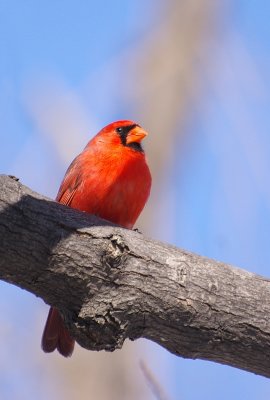 cardinal rouge