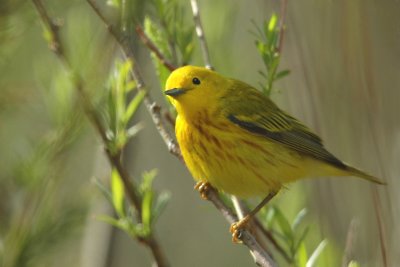 paruline jaune