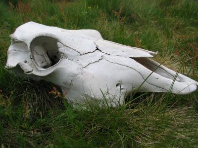 Remains of a cattle