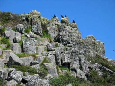 Crows at Mt Jim