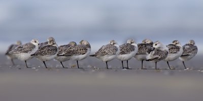 Sanderling - Drieteenstrandloper