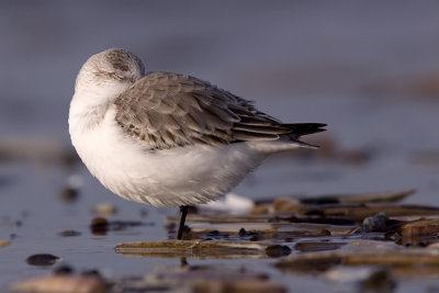 Sanderling - Drieteenstrandloper