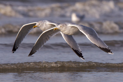 Herring Gull - Zilvermeeuw