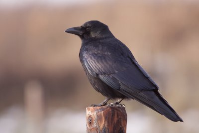 Carrion Crow - Zwarte Kraai