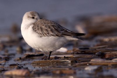 Sanderling - Drieteenstrandloper