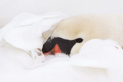 Mute Swan - Knobbelzwaan