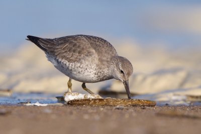 Knot - Kanoet
