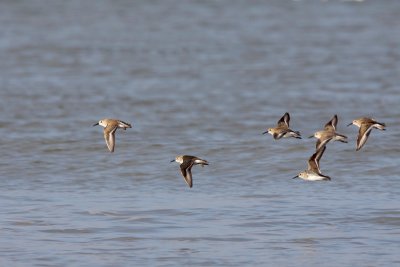 Dunlin - Bonte Strandloper