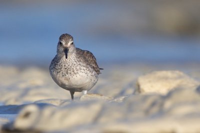 Knot - Kanoet