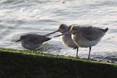 Bar tailed Godwit - Rosse Grutto