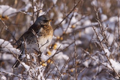 Fieldfare - Kramsvogel