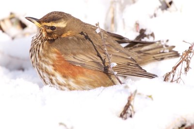 Redwing - Koperwiek