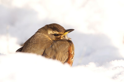 Redwing - Koperwiek